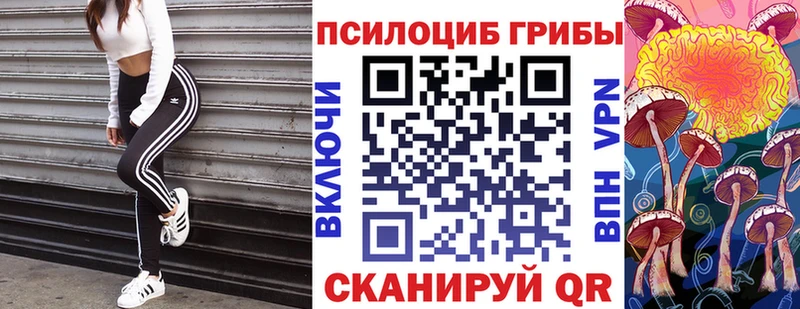 Купить закладки  Аргун  Псилоцибиновые грибы Cubensis 